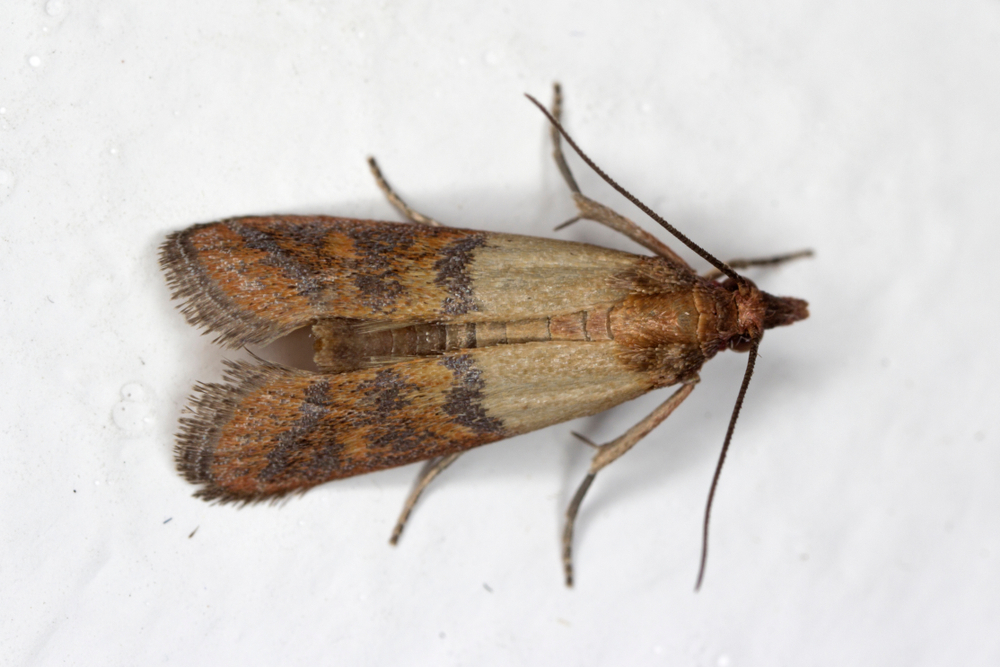 Tignola fasciata